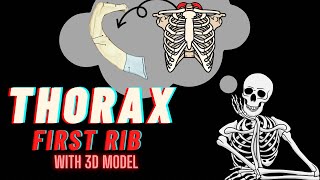 First Rib  Thorax Side Determination Anatomical positionFeatures amp Attachments  3D Modelling [upl. by Robinette]