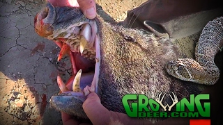 Bow Hunting Wild Hogs and Javelina at the Texas Border 378 GrowingDeertv [upl. by Bernard]