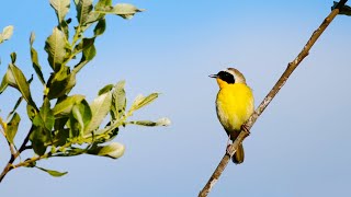 Spring Songbirds in 4K 7 Hours of Beautiful Bird Scenes amp Sounds for Relaxation Study Sleep UHD [upl. by Hendren]