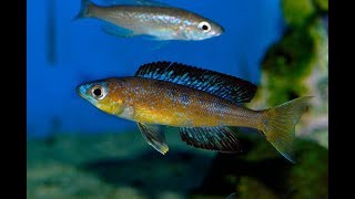 Cyprichromis microlepidotus Bulu Point [upl. by Funk]