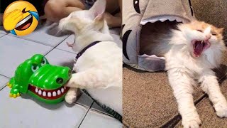 Funniest Cats Videos That Will Make You Laugh 😂 Best Funny Cats Videos Of 2023 😅😹 [upl. by Nichole]