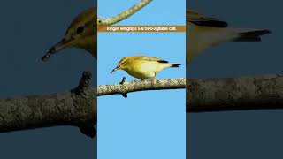 The Willow Warblers Twosyllable Call  Bird Sounds shorts [upl. by Collins971]