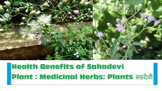 Amazing Health Benefits of Sahadevi plant Vernonia cinerea Medicinal herbs plants सहदेवी [upl. by Acim]