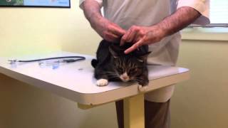 Angry cat at the vet [upl. by Ciel]