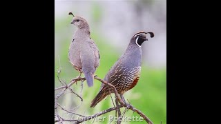 California Quail in Aviary quail bird gamebirds birdslover pheasant love peace pubgmobile [upl. by Naed198]