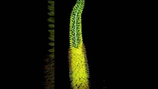 Time lapse of yellow flower eremurus blooming plants flowers gardening [upl. by Strenta674]