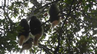 Blackfronted Titi monkeys Callicebus nigrifrons vocalizing during encounter context [upl. by Engedi]