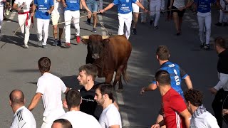 Encierro Tafalla 17082024  Ganadería RETA Casta Navarra  Fiestas de Tafalla [upl. by Daveta70]