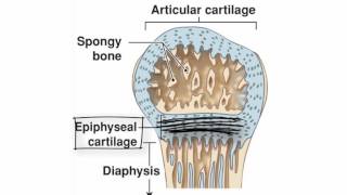 Endochondral Ossification by Kevin Petti PhD [upl. by Anear571]