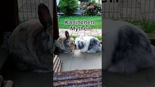 Kaninchen Mythen Part 1🐰🐰 kaninchen artgerecht [upl. by Uchish]