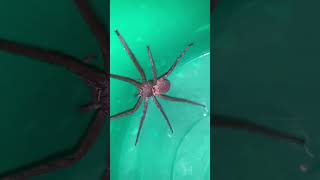 shortsvideo spider [upl. by Fabiola705]