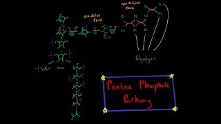 Pentose Phosphate Pathway EVERYTHING YOU NEED TO KNOW BIOCHEMISTRY MCAT [upl. by Jarid]