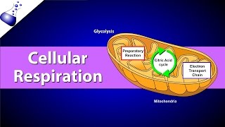 Cellular Respiration [upl. by Llenahs880]