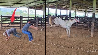 CASTRANDO CAVALO XUCRO  Deu ruim 😰 [upl. by Boyer]