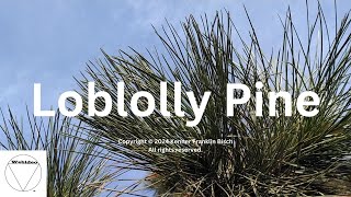 Loblolly Pine [upl. by Noyahs]