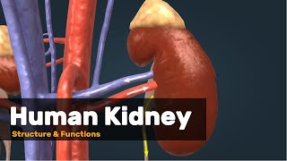 Kidney structure and Function Explained [upl. by Jochbed]