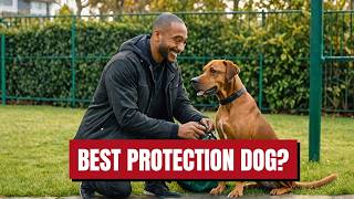 Are Rhodesian Ridgebacks the BEST Guard Dogs for PROTECTION  Rhodesian Ridgeback Dog [upl. by Brost740]