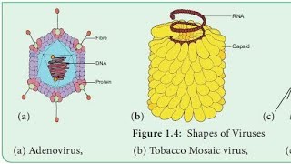 Tobacco mosaic virus lecture in Hindi [upl. by Rozalin755]