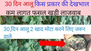 30 दिन आलू कैसे करें देख भाल l 30 दिन 2 खाद आलू मोटा व बढ़ाने लिए जरूर डाले [upl. by Angelia]