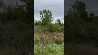 Tall Grass Prairie Patch [upl. by Mcnair]