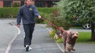 Oscar the Labradoodle with his new Halti [upl. by Goddard]