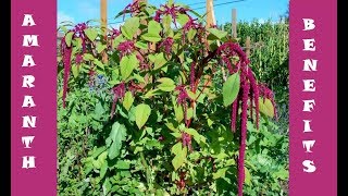 Benefits of Amaranth Leaves [upl. by Tail]