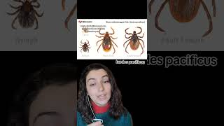 The Lyme Disease Tick educational [upl. by Akirrehs]