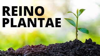 El REINO DE LAS PLANTAS explicado clasificación reproducción nutrición ejemplos🌿🌳 [upl. by Eniak]