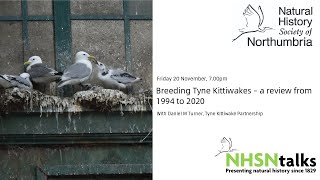 Breeding Kittiwakes on the Tyne [upl. by Lenore]