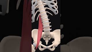 Psoas majorthephysiodoctormotivationphysioskneepainreliefphysiotherpisthumanangroinpain [upl. by Naquin]