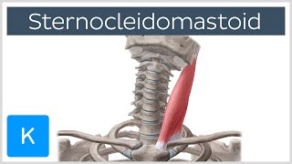 Sternocleidomastoid Muscle Function amp Anatomy  Human Body  Kenhub [upl. by Nawaj508]