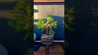 Picea glauca the white spruce bonsai bonsaitree christmastree bonsaistyling bonsaiworkshop [upl. by Araht]