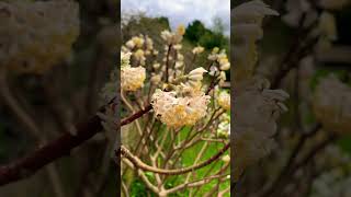 Edgeworthia Chrysantha Grandiflora  Oriental Paper Bush [upl. by Anaicilef423]