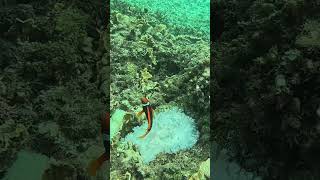 Butterflyfish Clownfish amp Anemone fish snorkeling okinawa [upl. by Nnail]