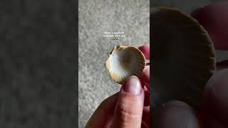 Make a seashell necklace with me 🦪 youtubeshorts beachlife summer beachvibes jewelry necklace [upl. by Ardnoid888]