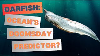 Oarfish  Oceans Doomsday Predictor [upl. by Anidam]