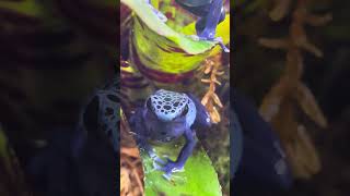 Azureus dart frog calling [upl. by Lilaj824]