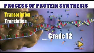 PROTEIN SYNTHESIS Trascription and Traslation life sciences Grade 12 Thundereduc  DNA MSaidi [upl. by Taveda]