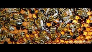 Der Imker  eine Reise in die faszinierende Welt der Bienen [upl. by Asirahc]