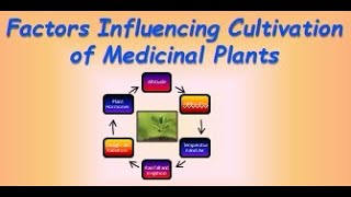 Factors influencing cultivation [upl. by Tebasile]