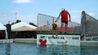 Cherry Festival Ultimate Air Dogs [upl. by Chiang465]