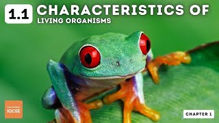 IGCSE Biology  Characteristics of Living Organisms 11 [upl. by Aissat143]