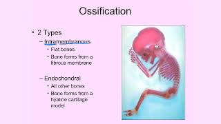 Intramembranous and Endochondral Ossification [upl. by Ahsiryt]