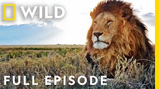 Cats vs Dogs in the Wild Ultimate Rivals Full Episode  Nat Geo Wild [upl. by Anyahc]