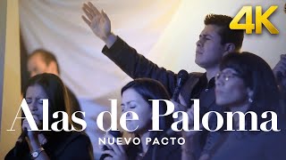 Alas de Paloma  Nuevo Pacto  Video Oficial Remastered 4K [upl. by Ventre]