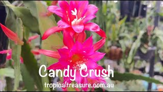 Epiphyllum ‘Candy Crush’ [upl. by Saravat]