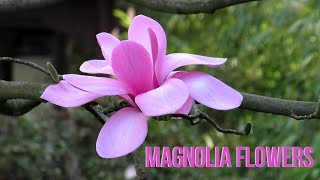 Magnolia Flowers [upl. by Rolat]