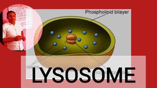 Cell topic Lysosome  class 18 [upl. by Belshin388]