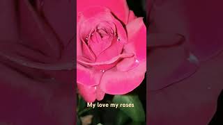 flowerbeauty beautiflower rose roseflower my roses flowers r blooming [upl. by Jezebel]