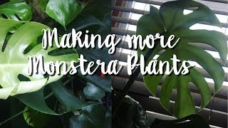 HOW TO PROPAGATE monstera deliciosa 💦👶🏼🌱 [upl. by Sherilyn]